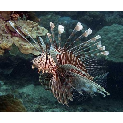Крылатка Зебра (Pterois Volitans) Крылатка Зебра (Pterois Volitans)