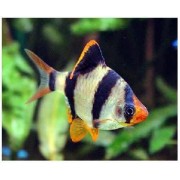 Барбус Суматранский S