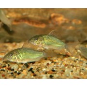 Брохис изумрудный (Brochis splendens)