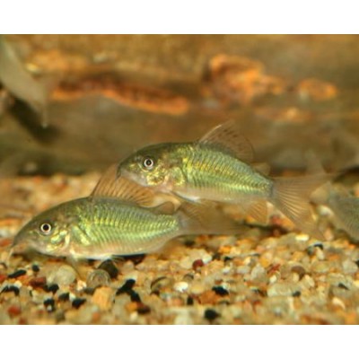 Брохис изумрудный (Brochis splendens) Брохис изумрудный (Brochis splendens)