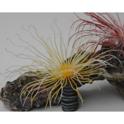 Коралл пластиковый жёлтый, 3*3*15 см (SH230Y)