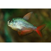 Колумбийская Тетра