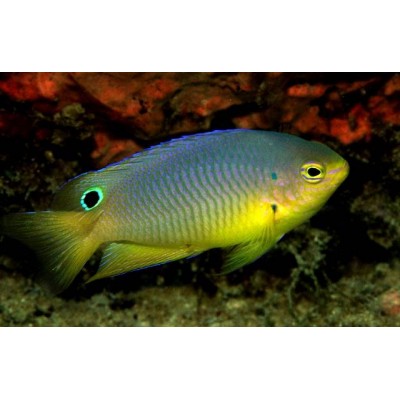 Дасцилл Сетчатый (Dascyllus reticulatus) Дасцилл Сетчатый (Dascyllus reticulatus)