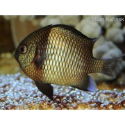 Дасцилл Сетчатый (Dascyllus reticulatus)