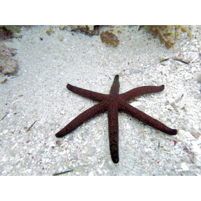 Звезда Морская Бордовая (Echinaster luzonicus) Звезда Морская Бордовая (Echinaster luzonicus)