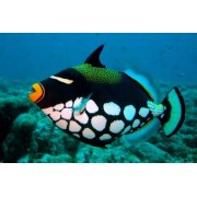 Спинорог-Клоун (Balistoides conspicillum)