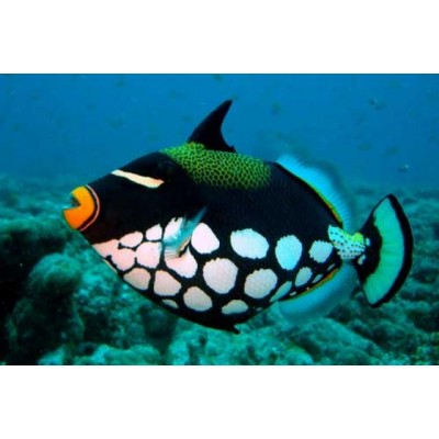 Спинорог-Клоун (Balistoides conspicillum) Спинорог-Клоун (Balistoides conspicillum)