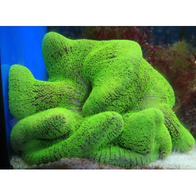 Stichodactyla haddoni Актиния ковровая стиходактила хаддони Stichodactyla haddoni Актиния ковровая стиходактила хаддони