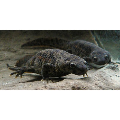 Лагуна "Грунт акриловый белый" 400 г Лагуна "Грунт акриловый белый" 400 г