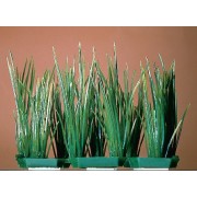 Penn-plax "Гелеохарис мелкий" 3шт (растение пластиковое)