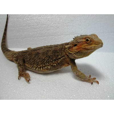 Агама бородатая (Pogona vitticeps) Агама бородатая (Pogona vitticeps)