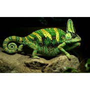 Хамелеон йеменский (Шлемоносный) (Chamaeleo calyptratus)