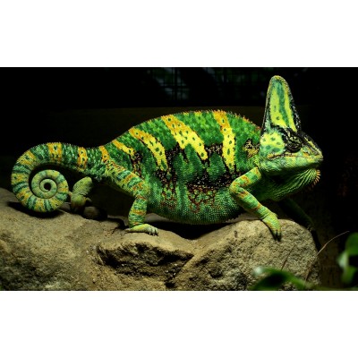 Хамелеон йеменский (Шлемоносный) (Chamaeleo calyptratus) Хамелеон йеменский (Шлемоносный) (Chamaeleo calyptratus)