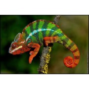 Хамелеон пантеровый  (Furcifer pardalis)