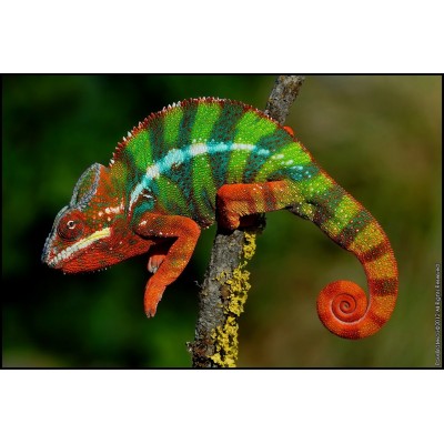 Хамелеон пантеровый (Furcifer pardalis) Хамелеон пантеровый (Furcifer pardalis)