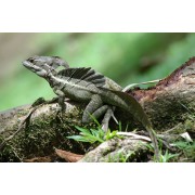 Василиск полосатый (Basiliscus vittatus)