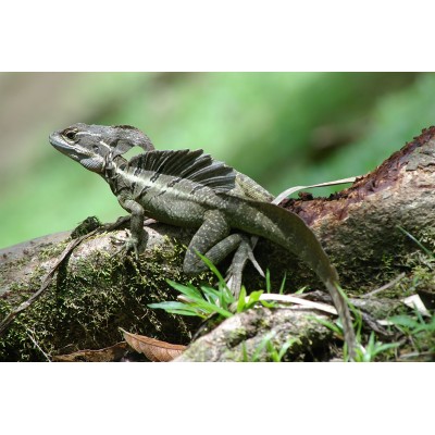 Василиск полосатый (Basiliscus vittatus) Василиск полосатый (Basiliscus vittatus)