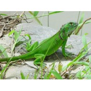 Игуана обыкновенная (зелёная) (guana iguana)