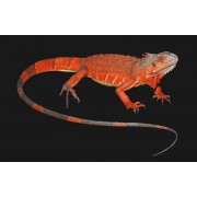 Игуана обыкновенная (красная) (guana iguana)