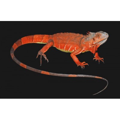 Игуана обыкновенная (красная) (guana iguana) Игуана обыкновенная (красная) (guana iguana)