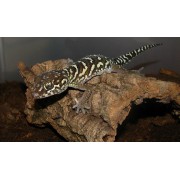 Геккон земляной раскрашенный (Paroedura picta)