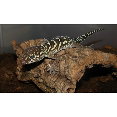 Геккон земляной раскрашенный (Paroedura picta) Геккон земляной раскрашенный (Paroedura picta)