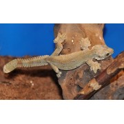 Геккон лопастехвостый  Кюля (Ptychozoon kuhli)