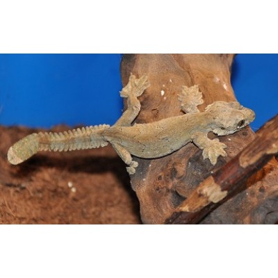 Геккон лопастехвостый Кюля (Ptychozoon kuhli) Геккон лопастехвостый Кюля (Ptychozoon kuhli)