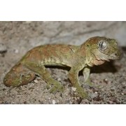 Геккон новокаледонский чахоа (Rhacodactylus chahoua)