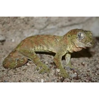 Геккон новокаледонский чахоа (Rhacodactylus chahoua) Геккон новокаледонский чахоа (Rhacodactylus chahoua)
