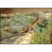 Агама cкрытоухая Вигмана (Otocryptis wiegmanni)