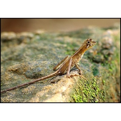 Агама cкрытоухая Вигмана (Otocryptis wiegmanni) Агама cкрытоухая Вигмана (Otocryptis wiegmanni)