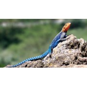 Агама обыкновенная или агама колонистов (Agama agama)