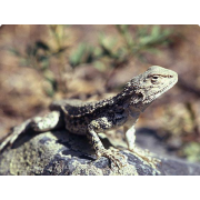 Агама Туркестанская (Agama lehmanni)