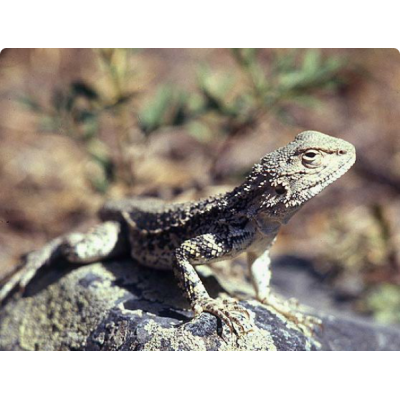 Агама Туркестанская (Agama lehmanni) Агама Туркестанская (Agama lehmanni)