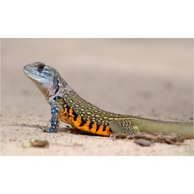 Агама-бабочка обыкновенная (Leiolepis bellian) Агама-бабочка обыкновенная (Leiolepis bellian)