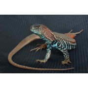 Агама-бабочка пятнистая (Leiolepis guttata)