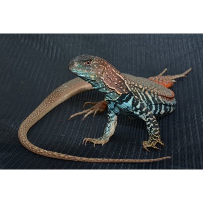 Агама-бабочка пятнистая (Leiolepis guttata) Агама-бабочка пятнистая (Leiolepis guttata)