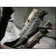 Агама парусная Амбонийская(Hydrosaurus amboinensis)