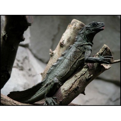 Агама парусная Амбонийская(Hydrosaurus amboinensis) Агама парусная Амбонийская(Hydrosaurus amboinensis)