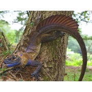 Агама парусная филиппинская (Hydrosaurus pustulatus)