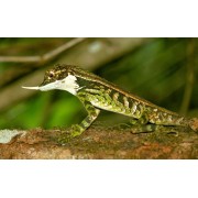 Агама рогатая Стоддарта (Ceratophora stoddarti)