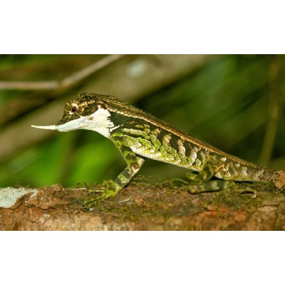 Агама рогатая Стоддарта (Ceratophora stoddarti) Агама рогатая Стоддарта (Ceratophora stoddarti)