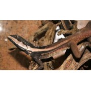 Агама стройная полосатая (Lophognathus temporalis)