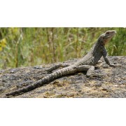 Агама кавказская (Laudakia caucasia)