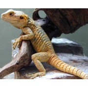 Гардун (Laudakia stellio)