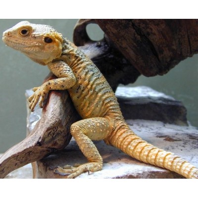 Гардун (Laudakia stellio) Гардун (Laudakia stellio)