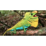 Агама шишконосая (Lyriocephalus scutatus)