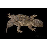 Агама причудливая нитехвостая (Xenagama batillifera)