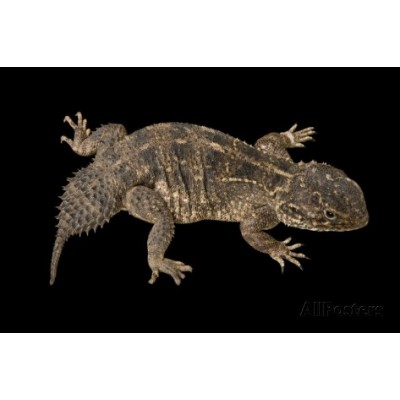 Агама причудливая нитехвостая (Xenagama batillifera) Агама причудливая нитехвостая (Xenagama batillifera)